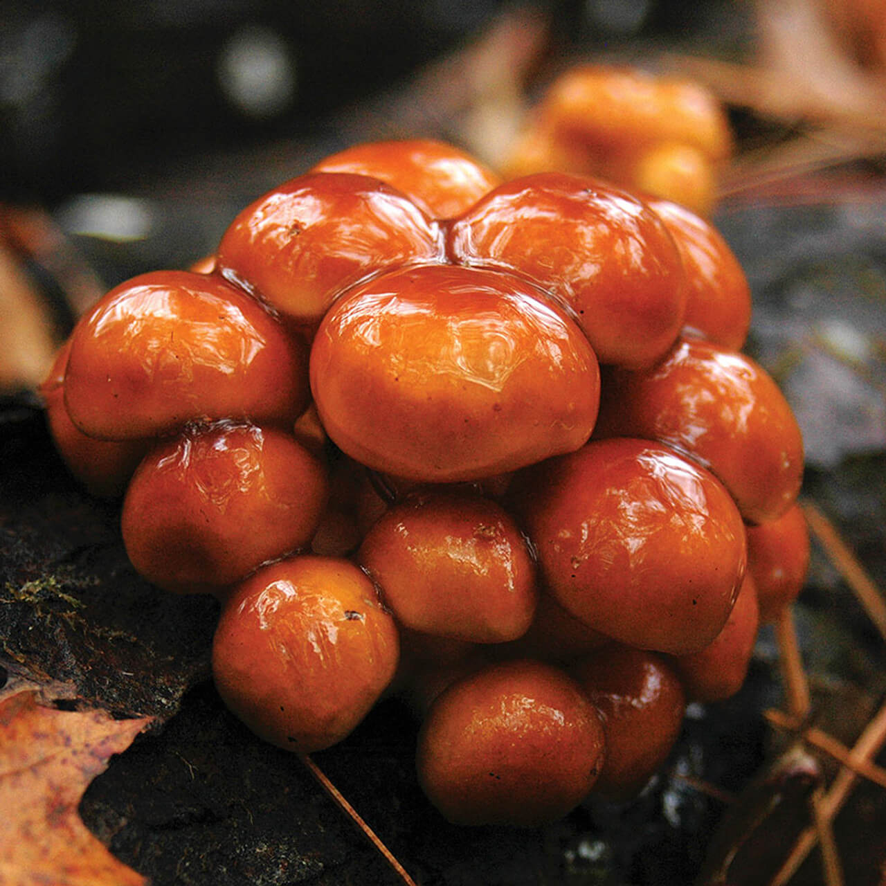 Mushroom Seeds – Nameko