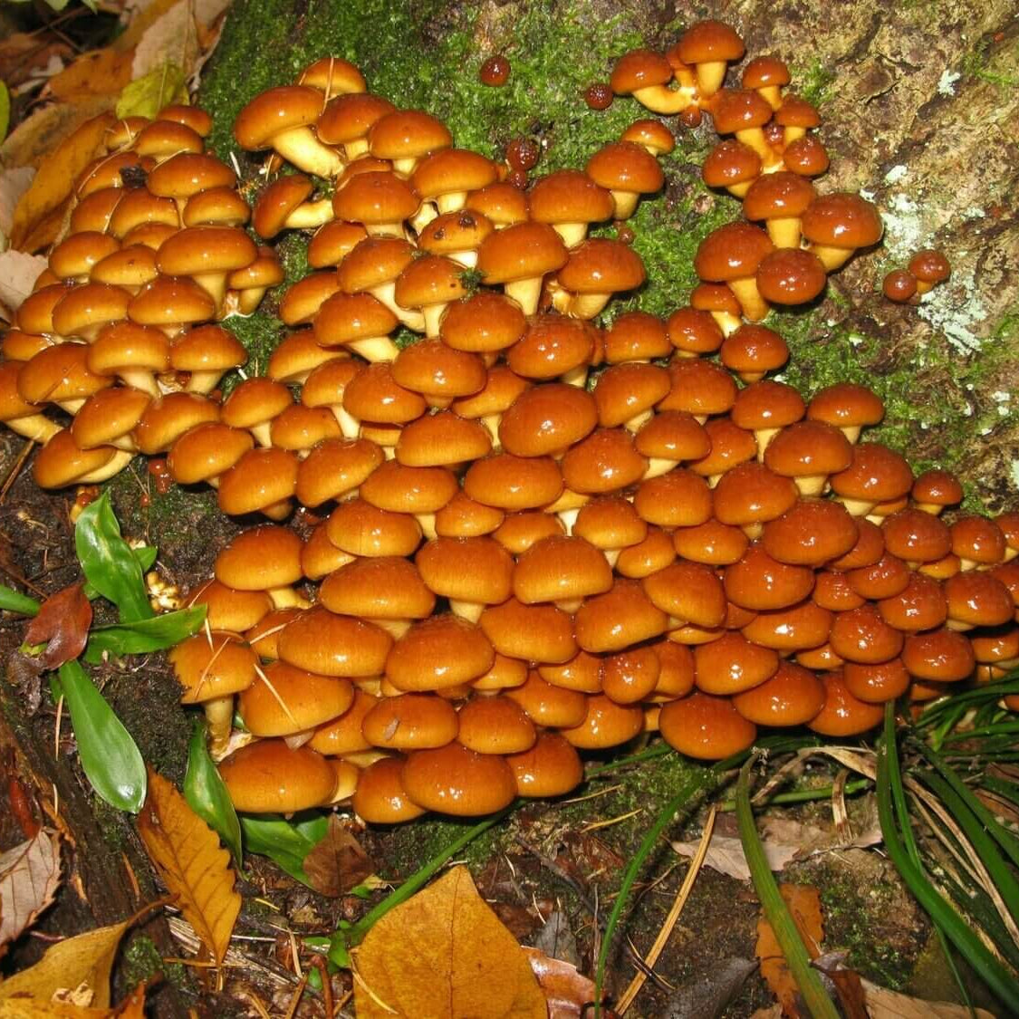 Mushroom Seeds – Nameko