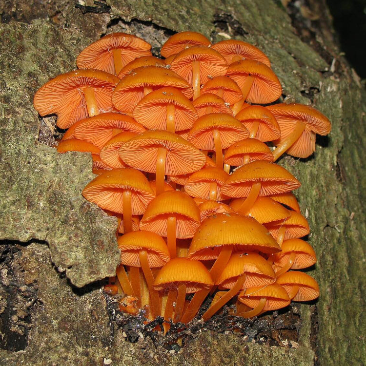 Mushroom Seeds – Orange