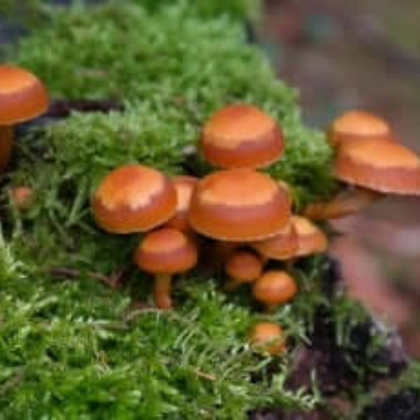 Mushroom Seeds – Orange & Brown
