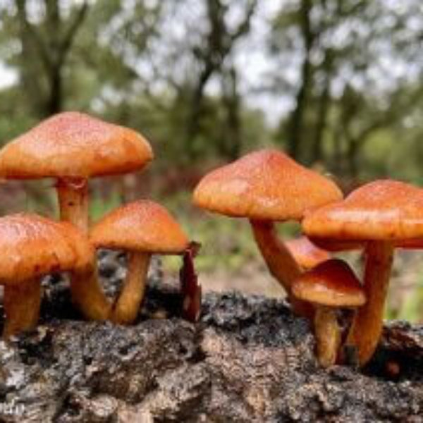 Mushroom Seeds – Orange & Brown