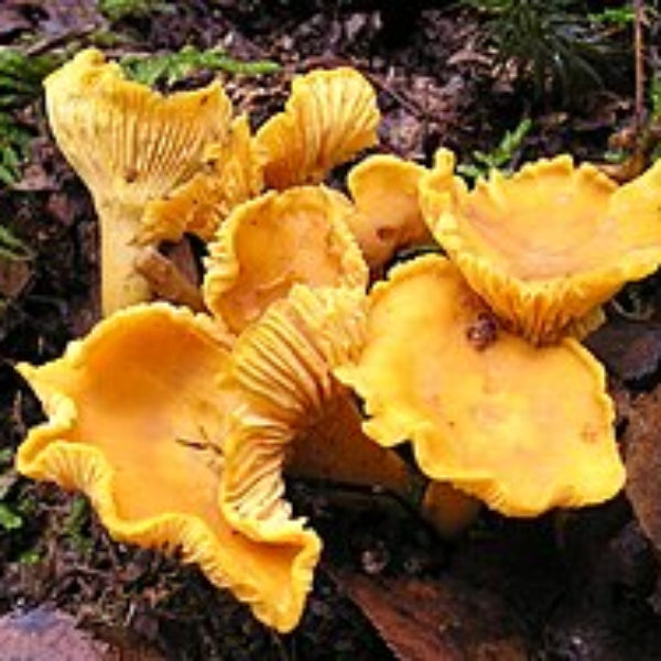Mushroom Seeds – Orange & Yellow Mix