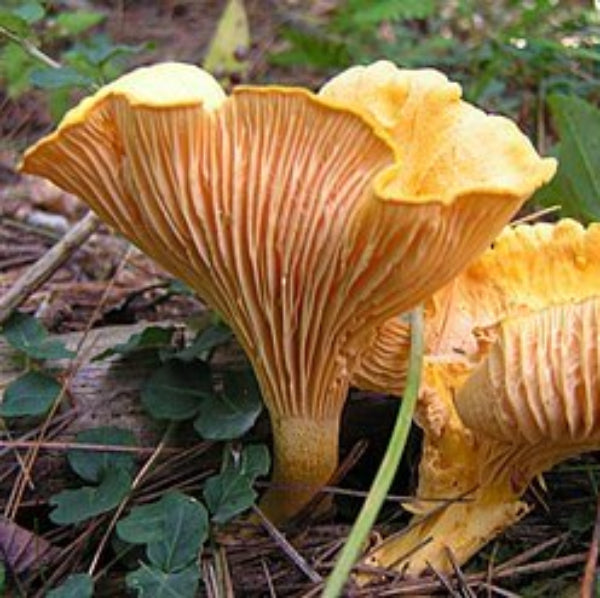 Mushroom Seeds – Orange & Yellow Mix