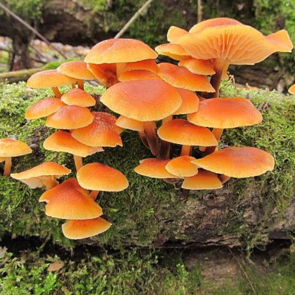 Mushroom Seeds – Orange