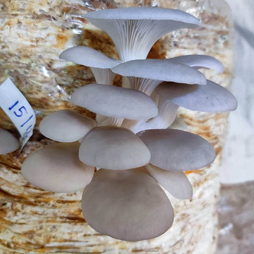 Mushroom Seeds – Pleurotus