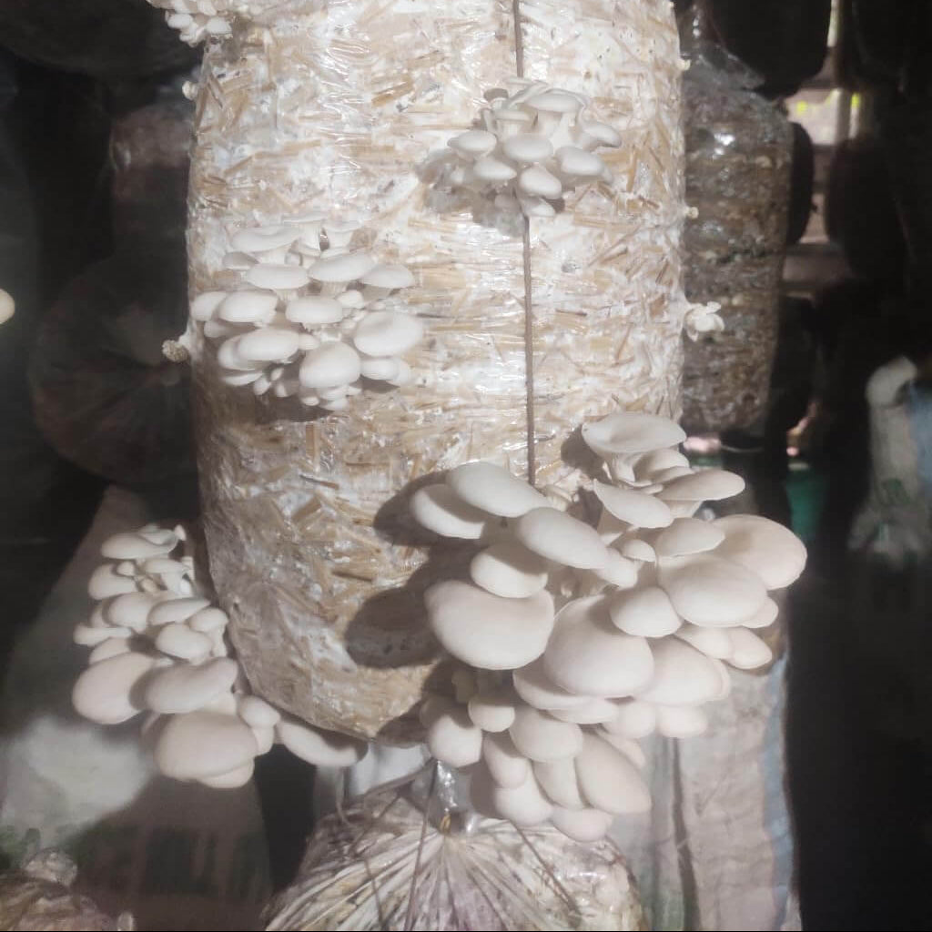 Mushroom Seeds – Pleurotus