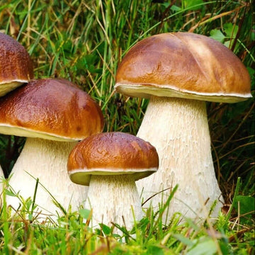 Mushroom Seeds – Porcini