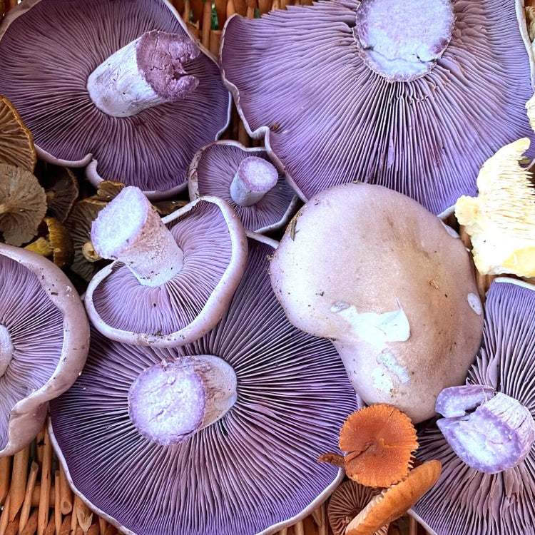 Mushroom Seeds – Purple