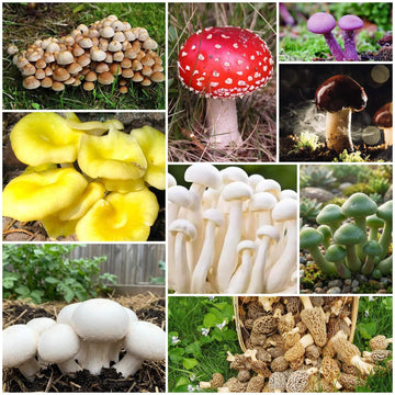 Mushroom Seeds - All In One For Home Gardens