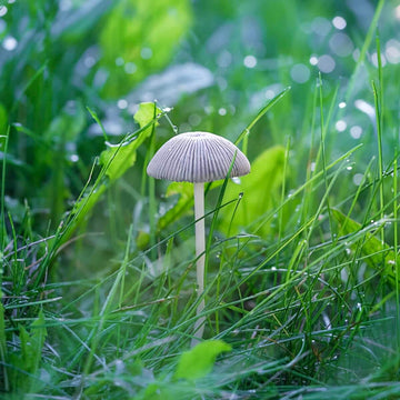 Mushroom Seeds - All In One For Home Gardens
