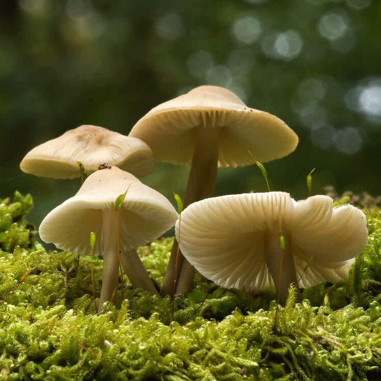 Mushroom Seeds - All In One For Home Gardens