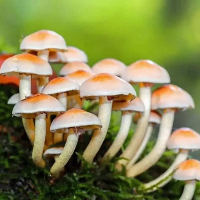 Mushroom Seeds - All In One For Home Gardens