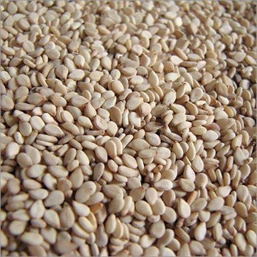 Mushroom Seeds - All In One For Home Gardens