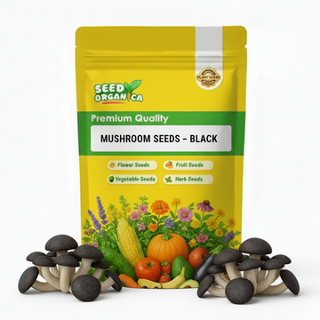 Mushroom Seeds – Black
