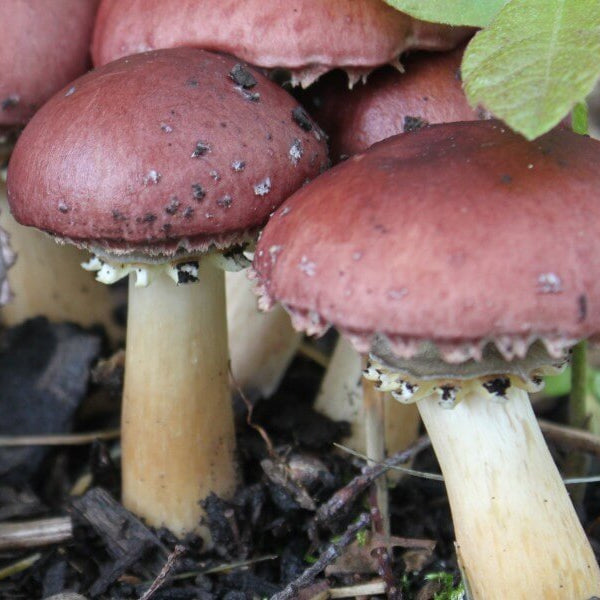 Mushroom Seeds – Burgundy