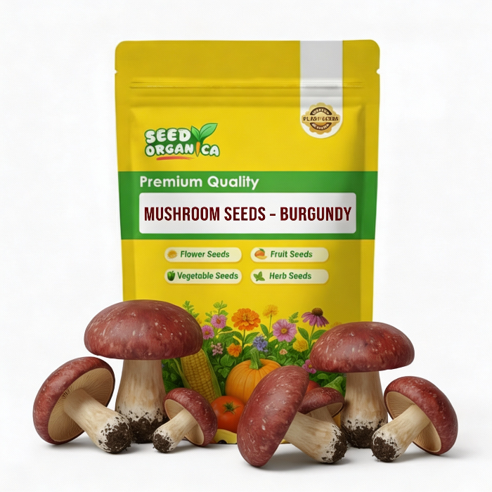 Mushroom Seeds – Burgundy