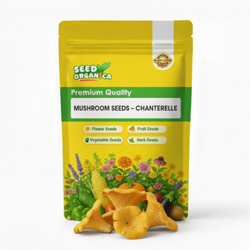 Mushroom Seeds – Chanterelle
