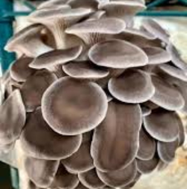 Mushroom Seeds – Gray
