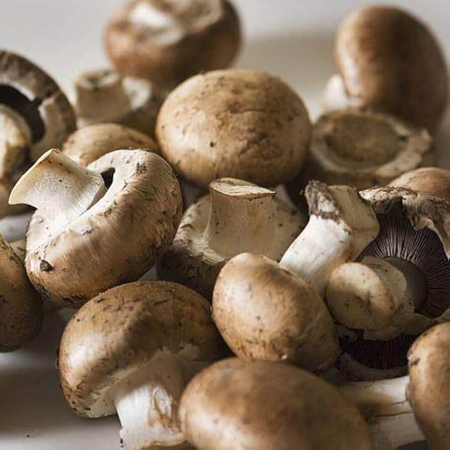 Mushroom Seeds – Light Brown