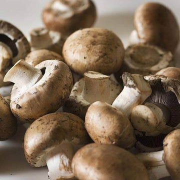 Mushroom Seeds – Light Brown