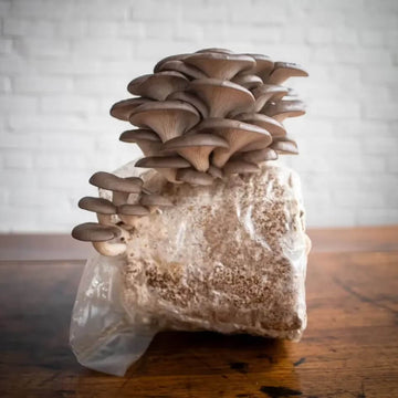 Mushroom Seeds – Light Gray