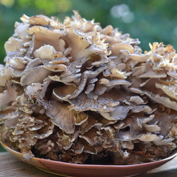 Mushroom Seeds – Maitake