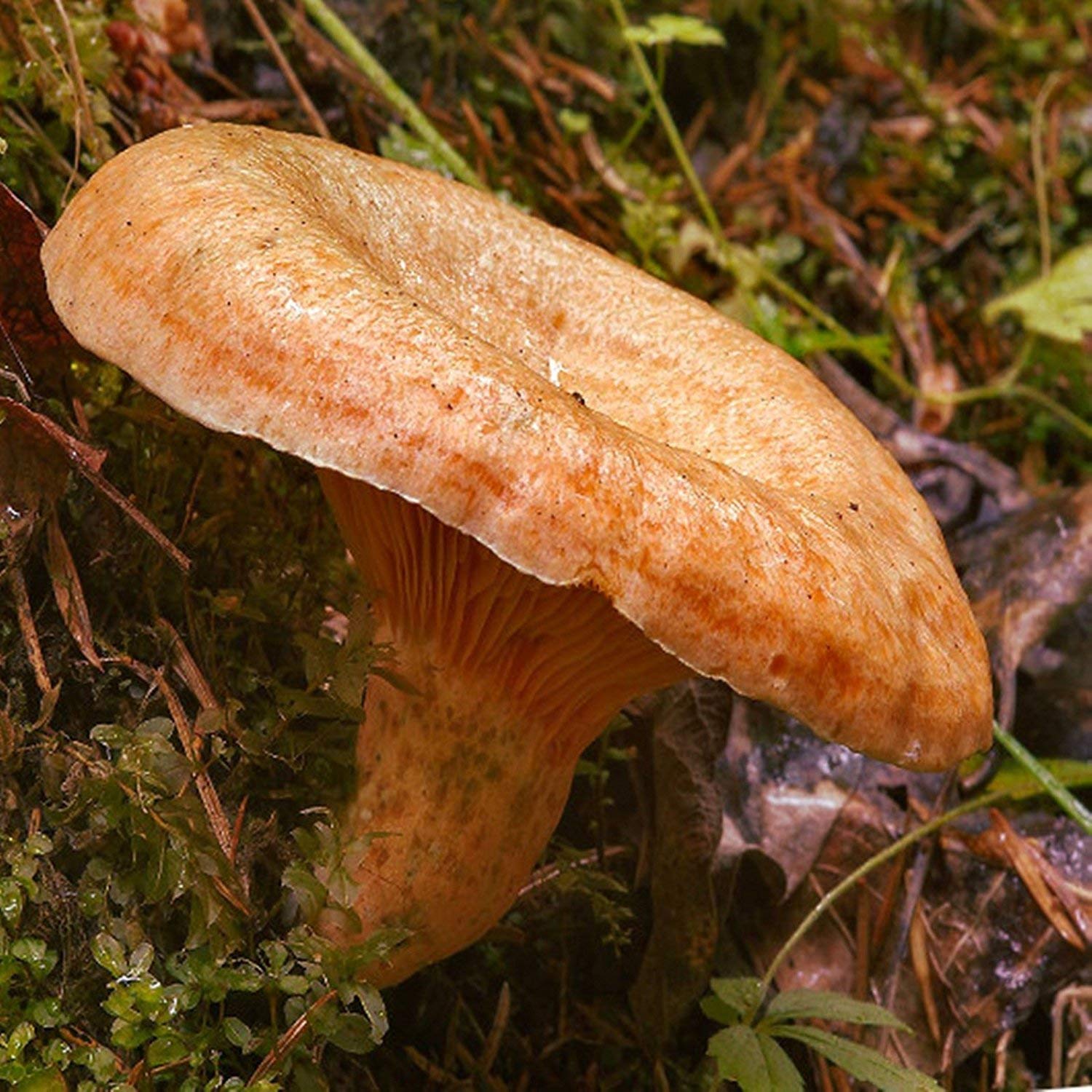Mushroom Seeds – Milkcap