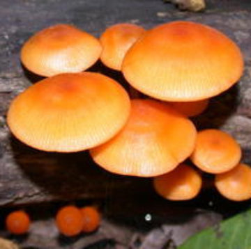 Mushroom Seeds – Orange