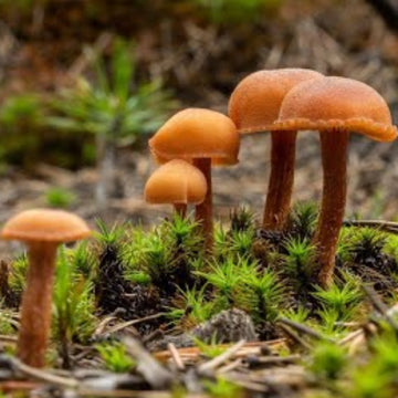 Mushroom Seeds – Orange & Brown