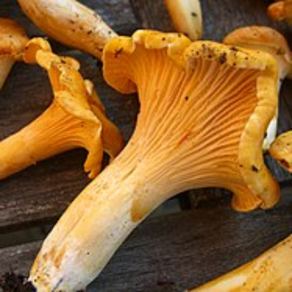 Mushroom Seeds – Orange & Yellow Mix