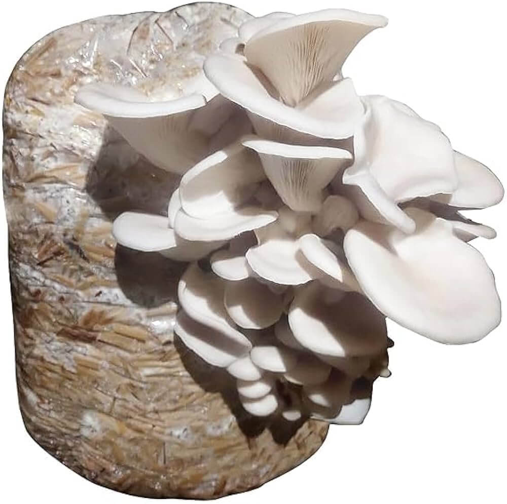 Mushroom Seeds – Pleurotus