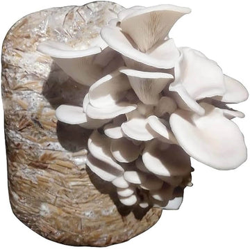 Mushroom Seeds – Pleurotus