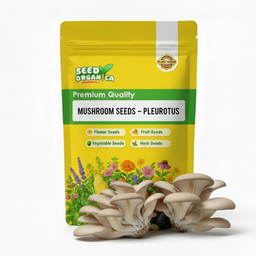 Mushroom Seeds – Pleurotus