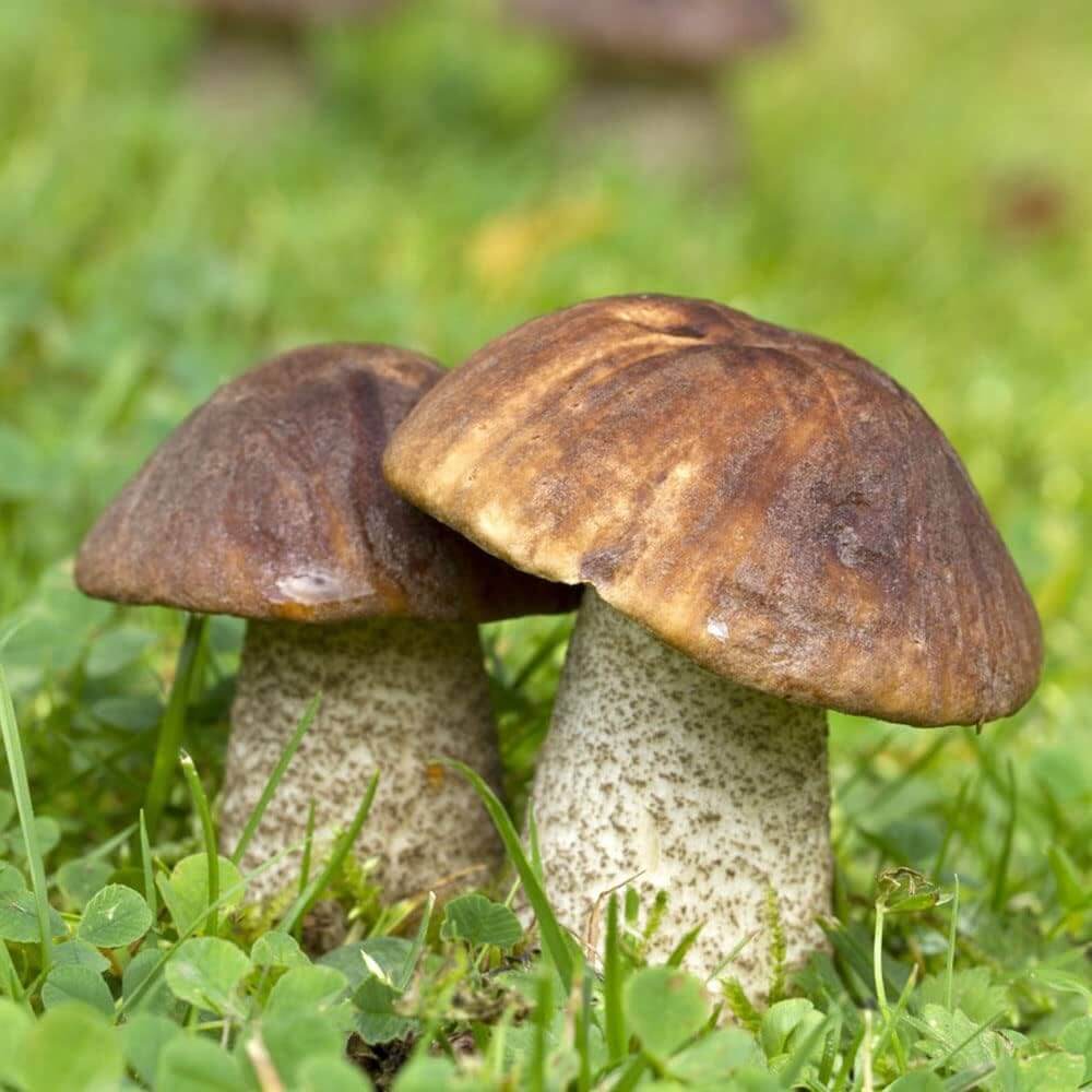 Mushroom Seeds – Porcini