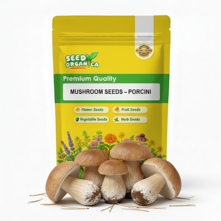 Mushroom Seeds – Porcini