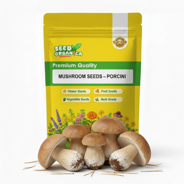 Mushroom Seeds – Porcini