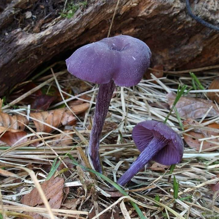 Mushroom Seeds – Purple