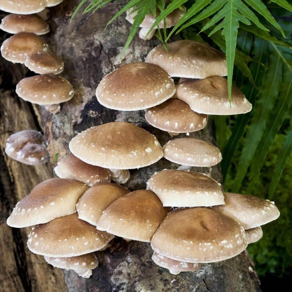 Mushroom Seeds – Shiitake