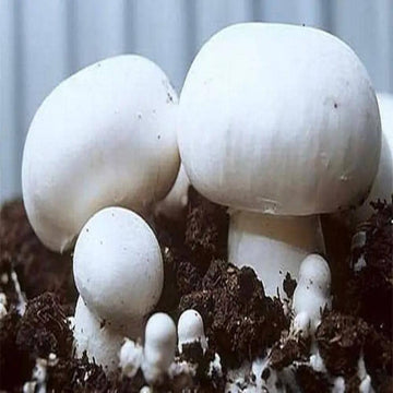 Mushroom Seeds – White Button