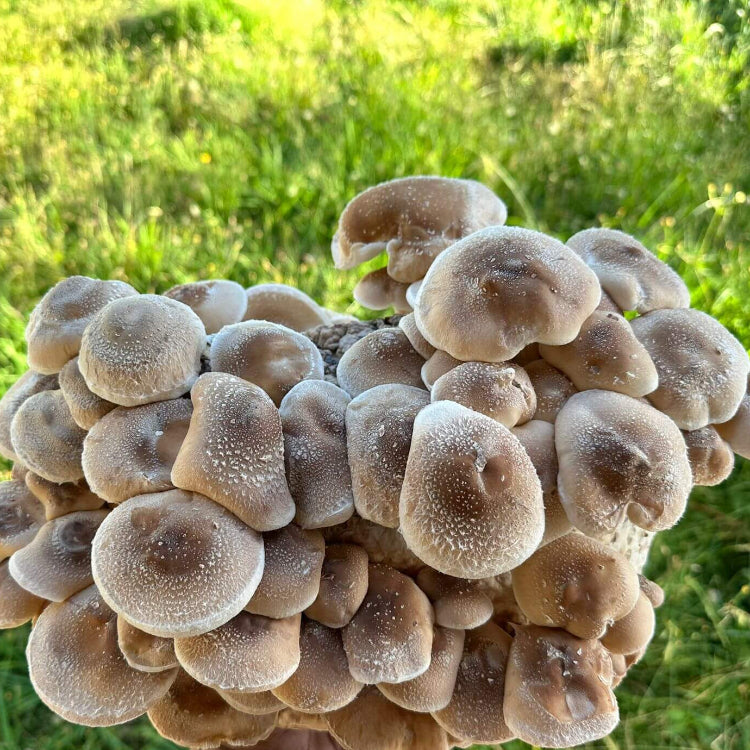 Mushroom Seeds – Shiitake