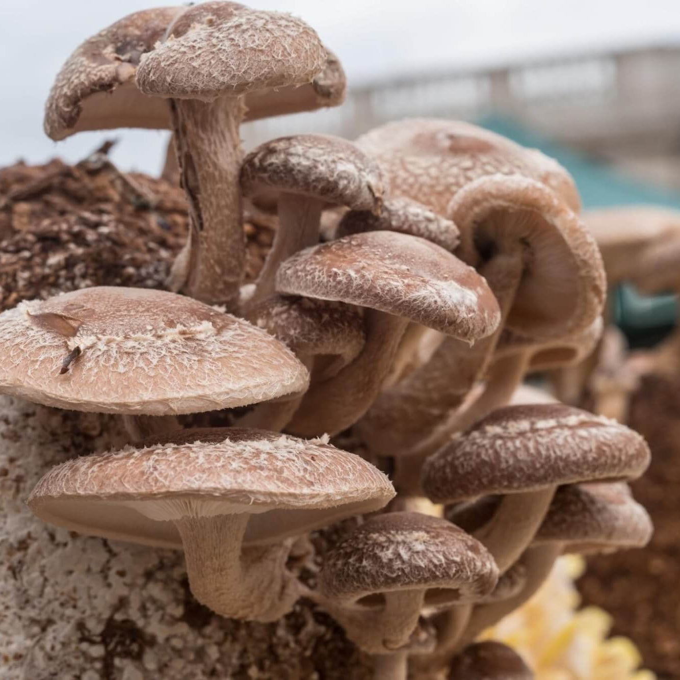 Mushroom Seeds – Shiitake