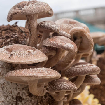 Mushroom Seeds – Shiitake
