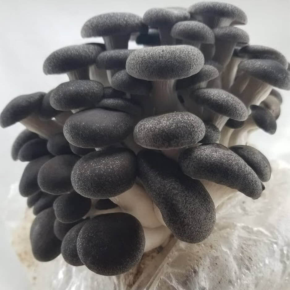 Mushroom Spawn – Black