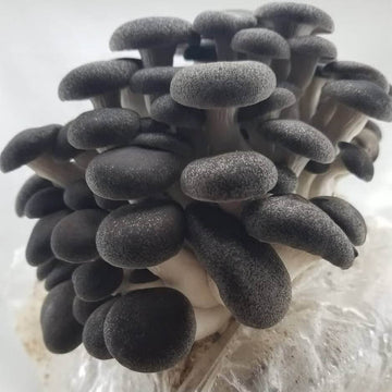 Mushroom Spawn – Black