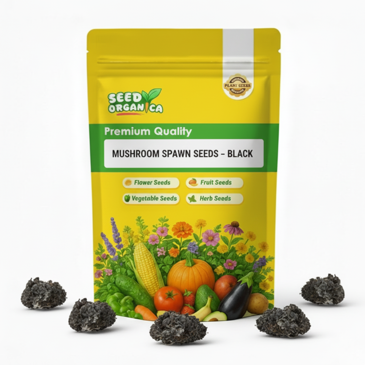 Mushroom Spawn – Black