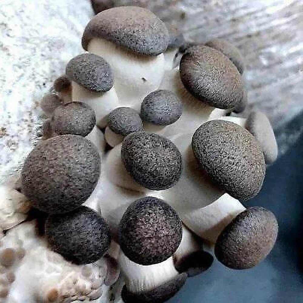 Mushroom Spawn – Black