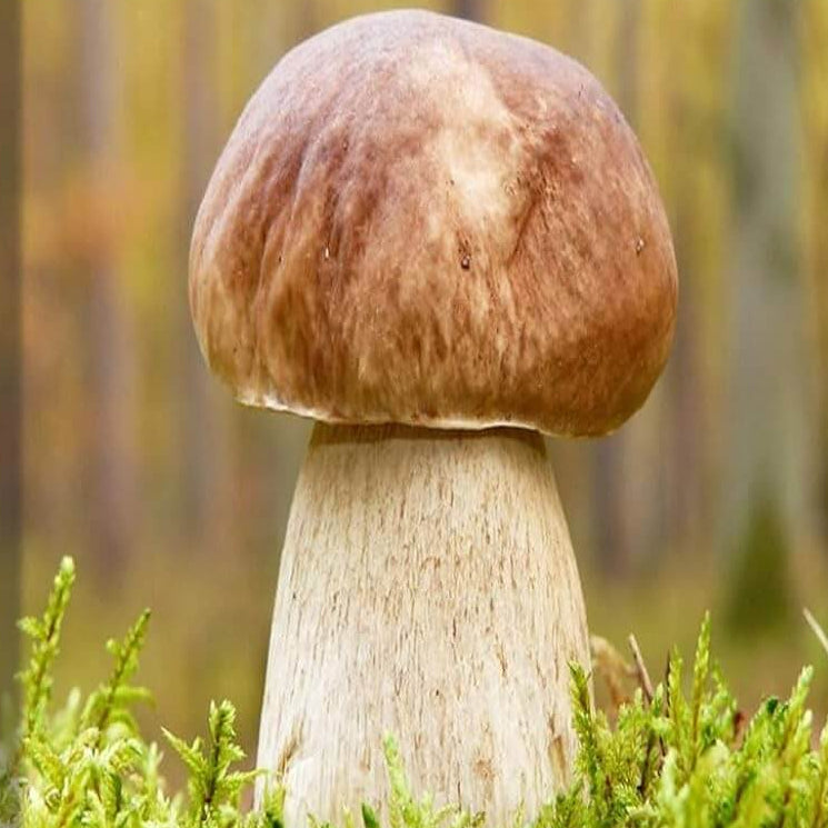 Mushroom Spawn – Bolete