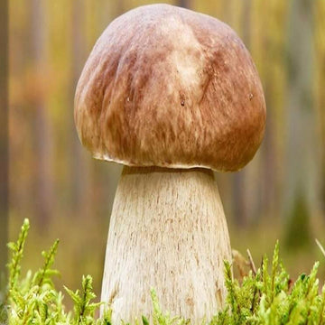 Mushroom Spawn – Bolete