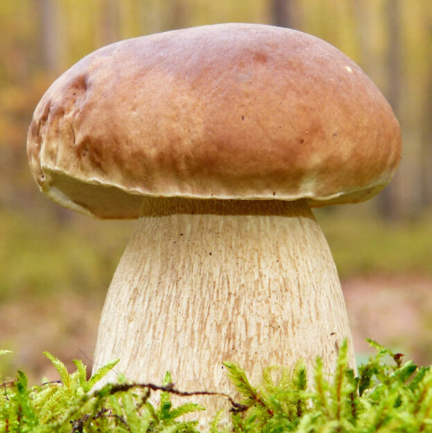 Mushroom Spawn – Bolete