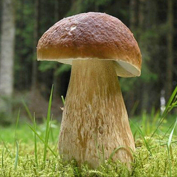 Mushroom Spawn – Bolete